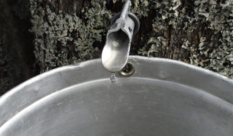 pexels-salomé-maydron-16227875